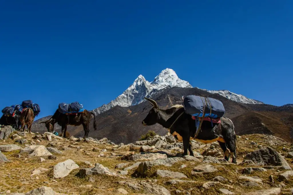 Mountain Yaks in the Himalayas