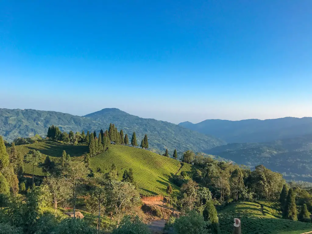 Landscape view of green Tea garden at Illam, Nepal with beautiful mountains and blue sky.