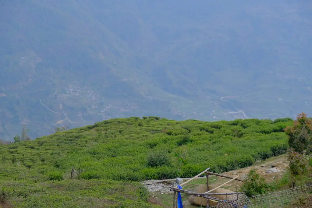 Organic Tea Garden in Lwang Village