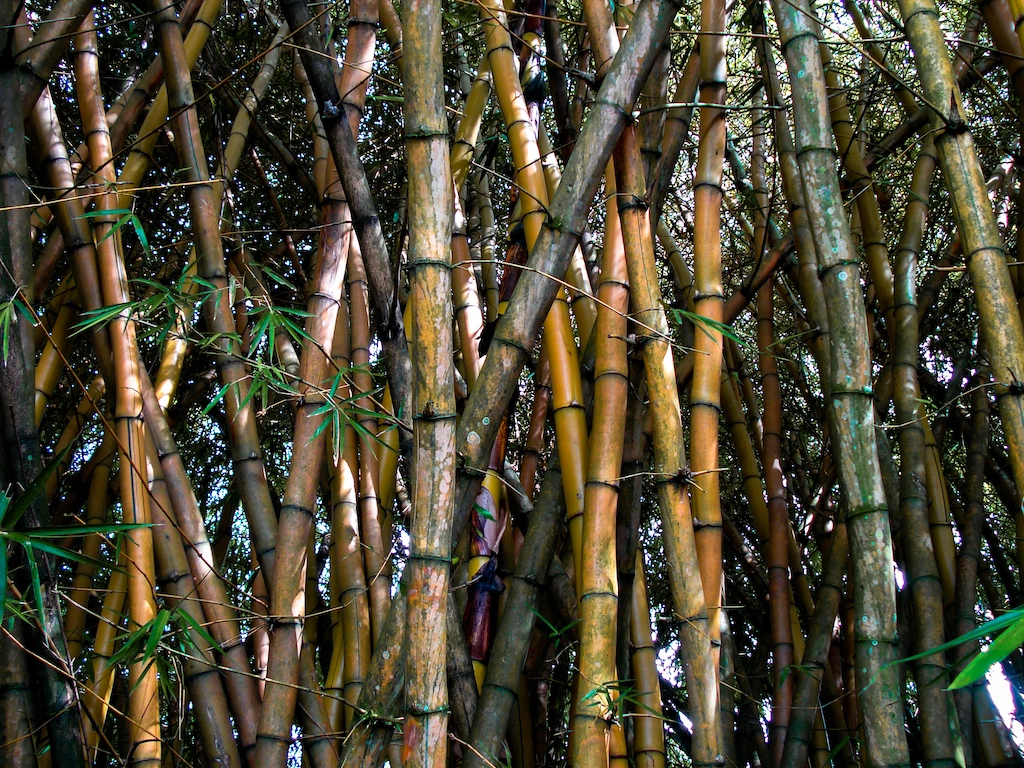 Brown and green bamboo tree in the Himalayas