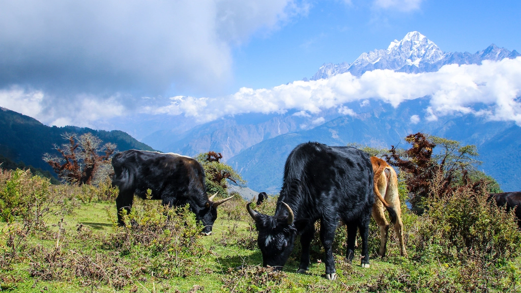Cow in the Himalayas