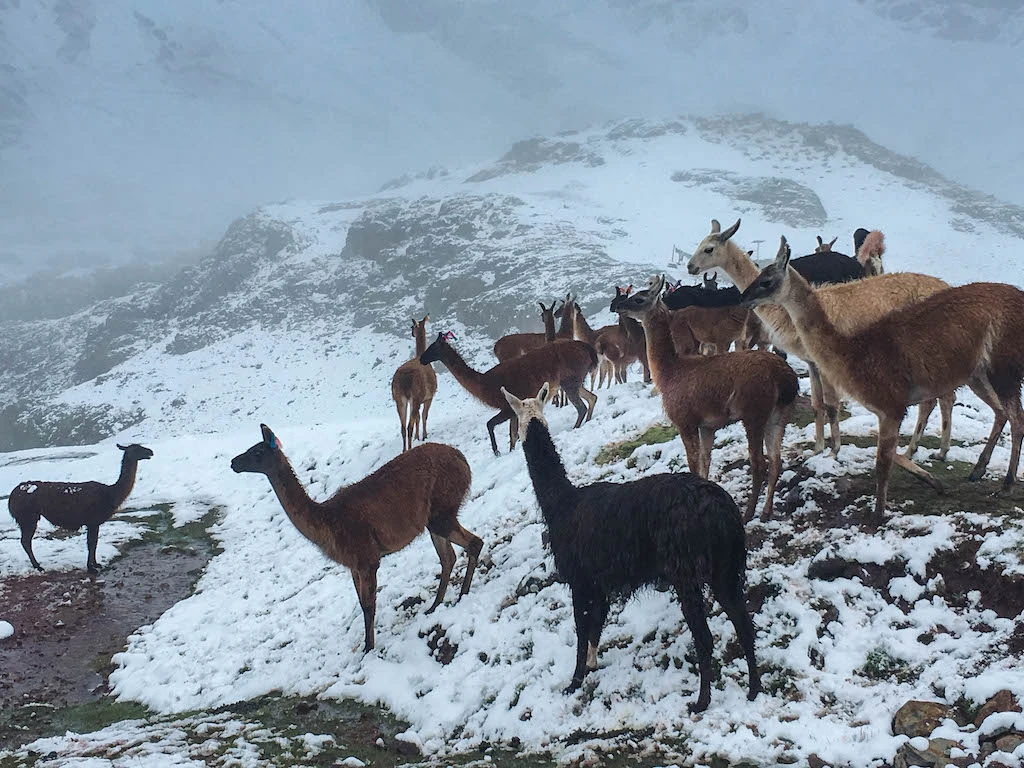 Herd of deer on snow covered ground in the Himalayas