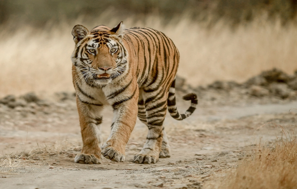 Tiger walking on dirt road - Himalayas
